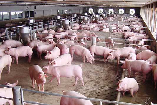 PIG FARM 1