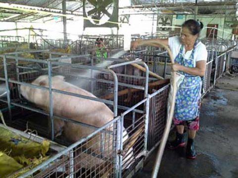 PIG FARM 3 481x360 1