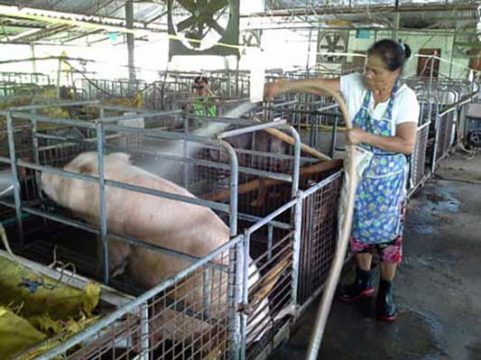 PIG FARM 3